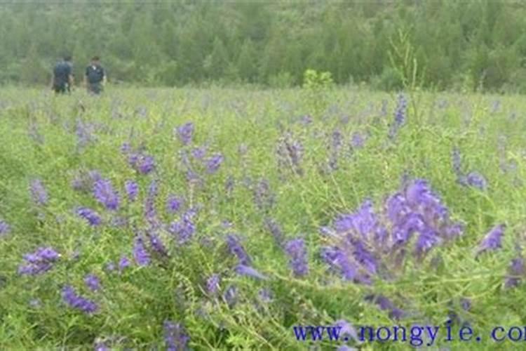 给花草施肥一般是什么季节