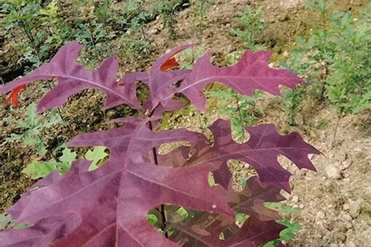 玫瑰花有什么功效可以长期喝吗