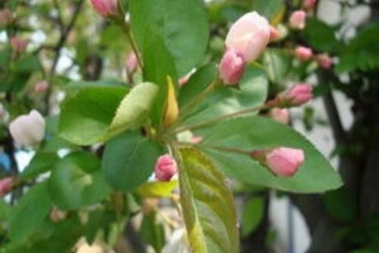 三宁寻原复合肥的特点