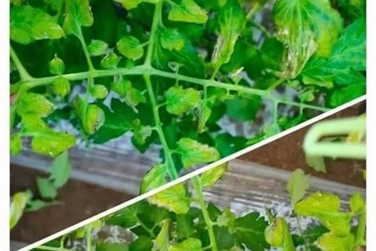 石榴树用什么肥？