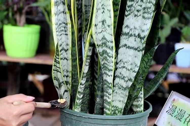 金边虎皮兰怎么施复合肥 夏天可以施肥吗