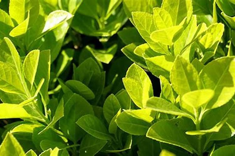 山东农大肥业是国企吗