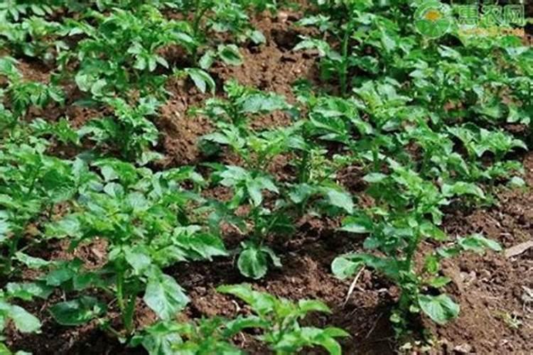 什么粪含钾肥最多