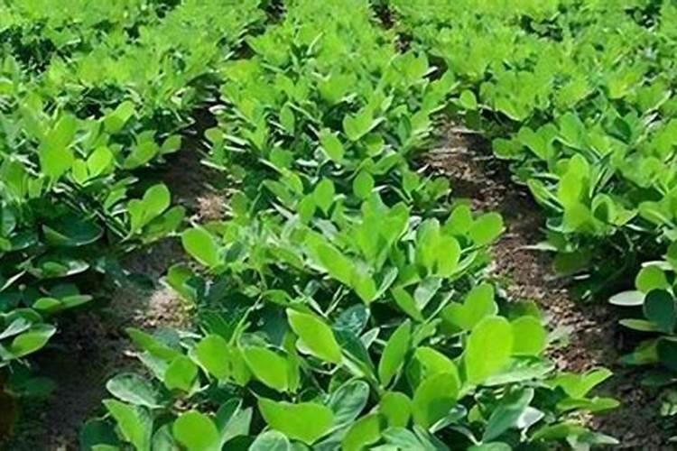 水溶肥为什么贵,大量元素水溶肥料标准是什么