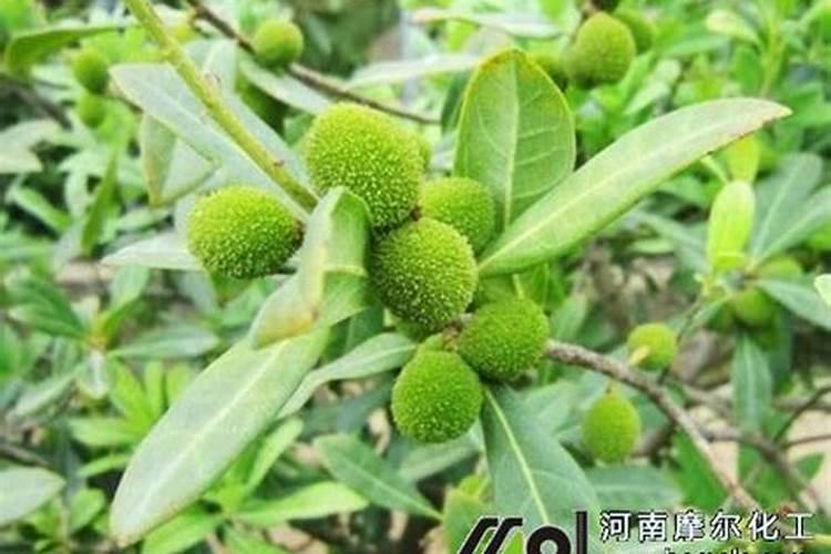杨梅膨果期打什么叶面肥长的快？杨梅保花保果使用的肥料？