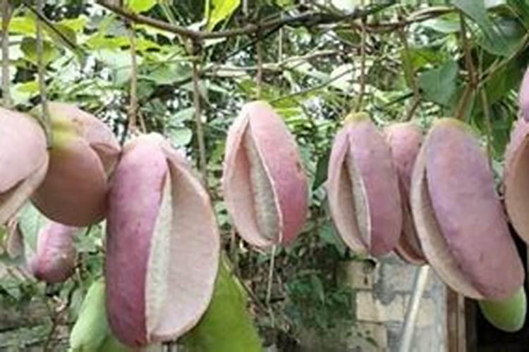 八月瓜种植技术及条件