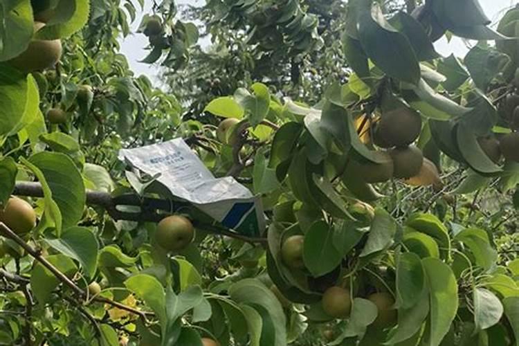 天堂鸟如何养护