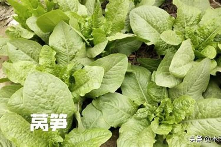 莴笋喷磷酸二氢钾叶面肥有什么效果