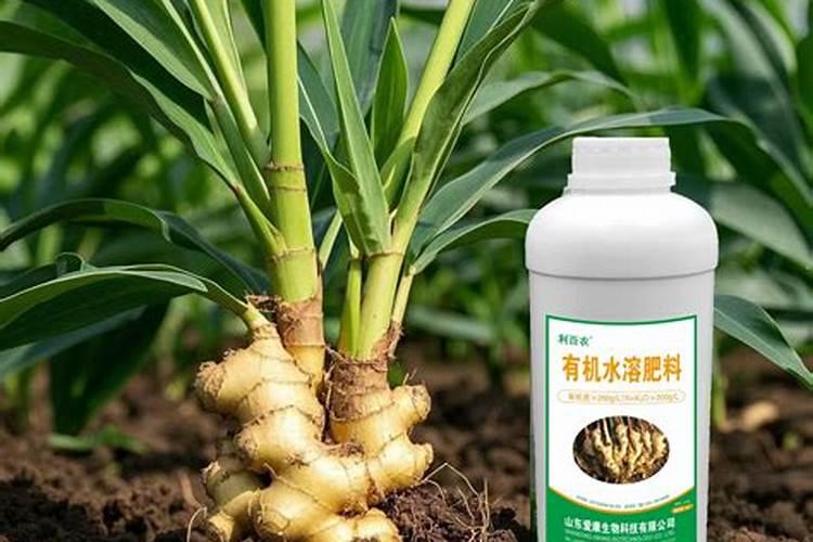生姜追肥用什么肥料好
