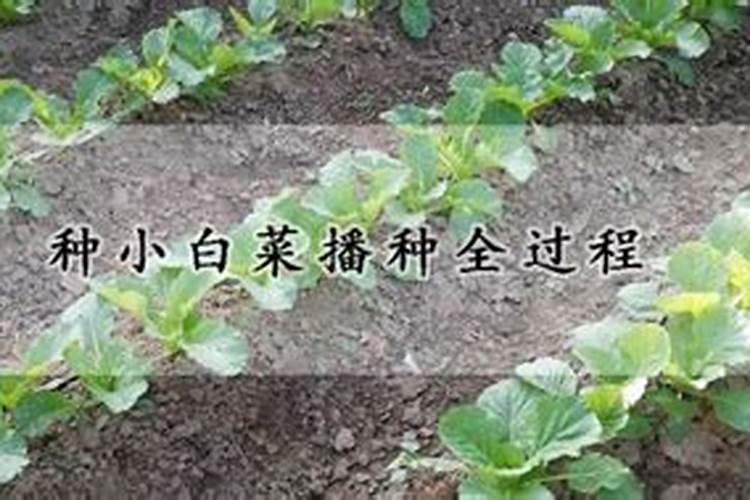 辣椒开花了需不需要授粉