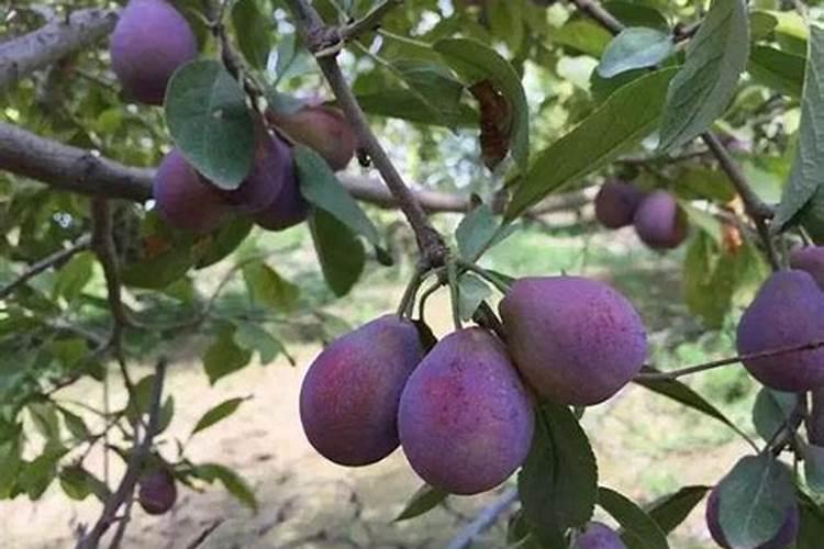 李子怎样保花保果