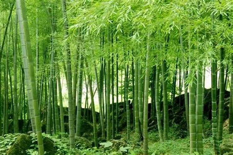 康乃馨几天浇一次水