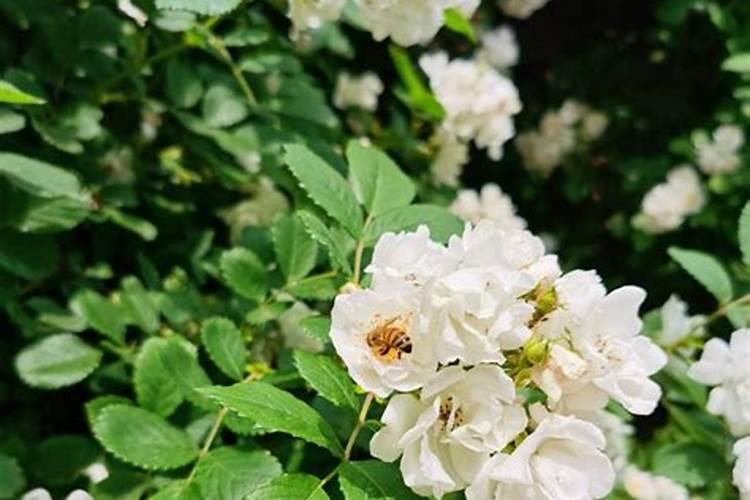 矿源黄腐酸钾可以和海藻精,磷酸二氢钾,尿素一起叶面喷施吗