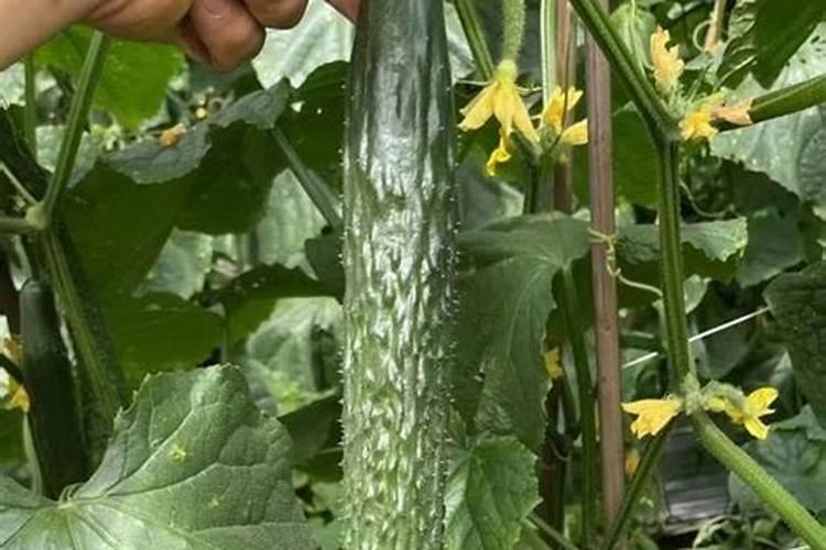 黄瓜膨大剂什么时候可以打？黄瓜打什么叶面肥长的快？