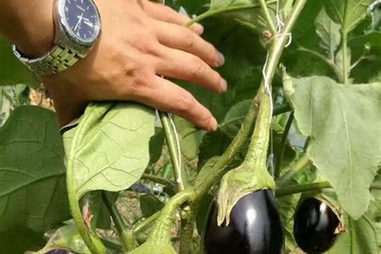 白花三叶草种子发芽要几天 什么季节播种