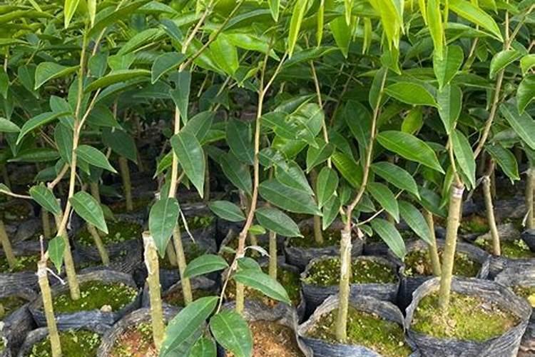 种植一年奇楠沉香树可以喷叶面肥吗