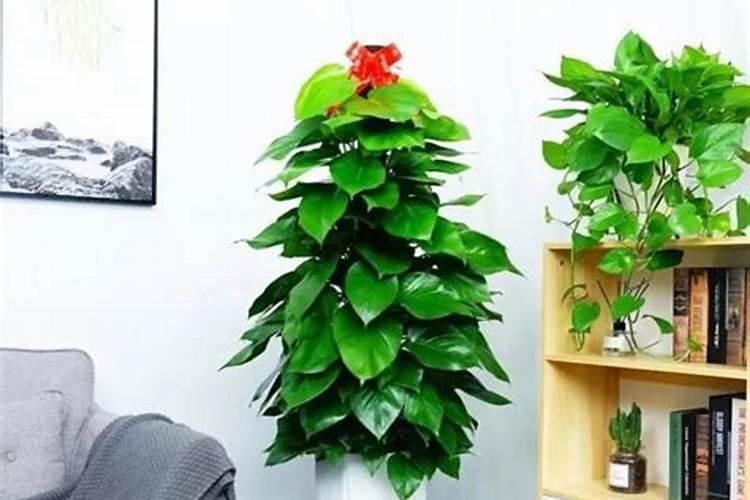 氮磷钾肥有哪些 适合什么花