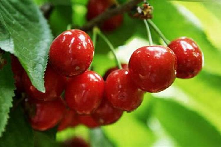 樱桃保花保果喷什么叶面肥结果多？樱桃膨果期用什么复合肥好？
