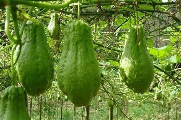 佛手瓜施肥用什么肥料