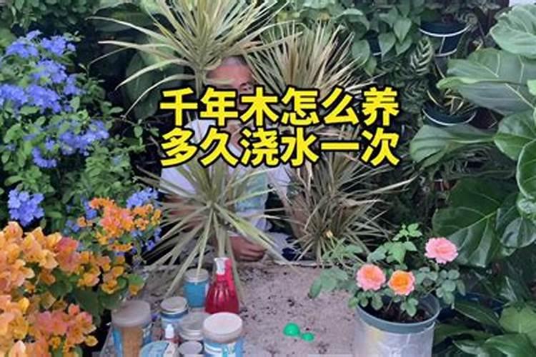 树多久施肥