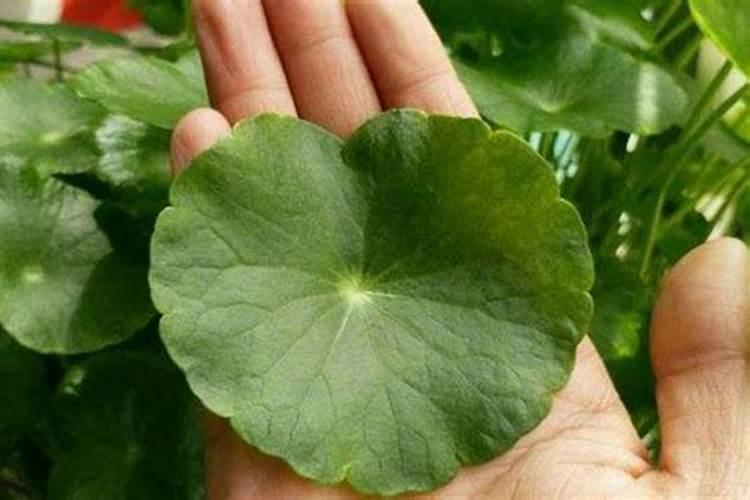 铜钱草水培黄叶怎么办 水培铜钱草黄叶恢复方法分享