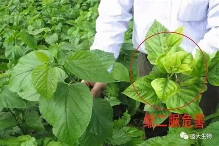 李子彭大索什么时候打药效果最好