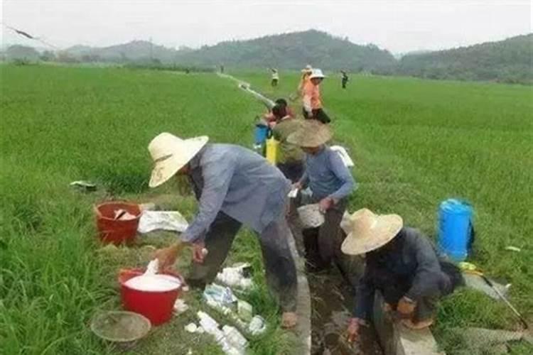 南瓜开花期要施什么肥增产呢