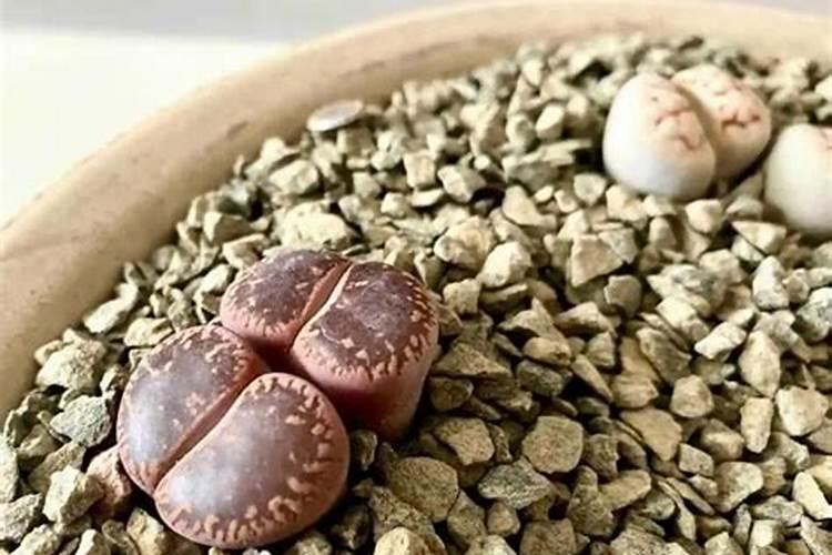 生石花蔫了怎么办