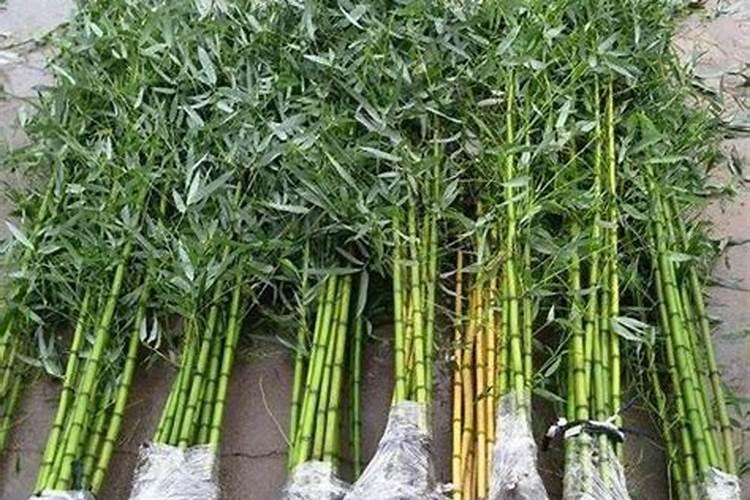 尿素和复合肥哪个好