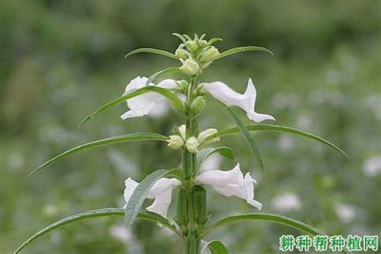 龟背竹怎样施肥