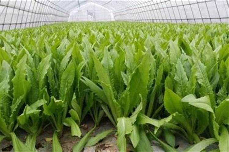 泰国对进口的有机水溶肥的要求