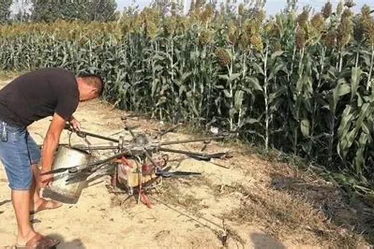 刚出来的小青菜黄了怎么办