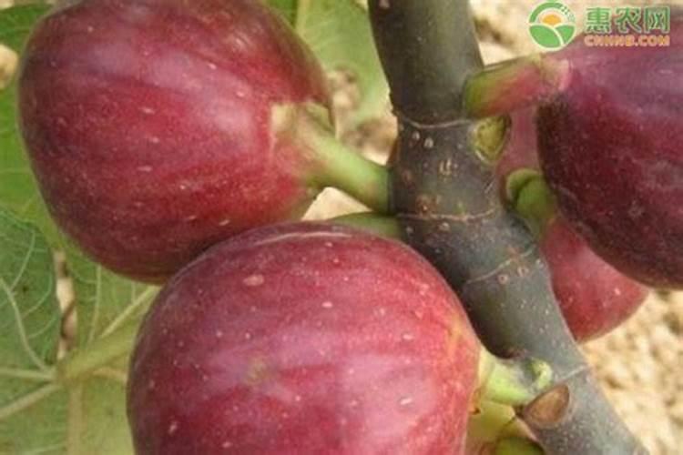 果树用什么肥料好