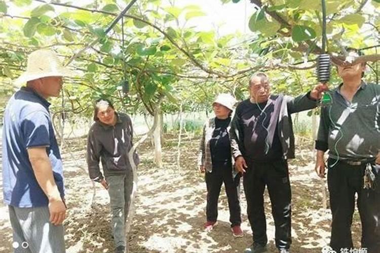 猕猴桃叶子发黄