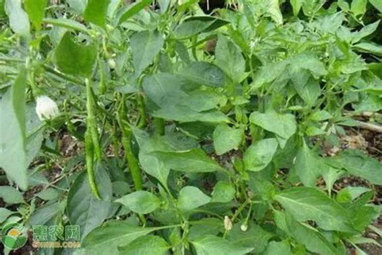 云南土豆批发基地在哪里