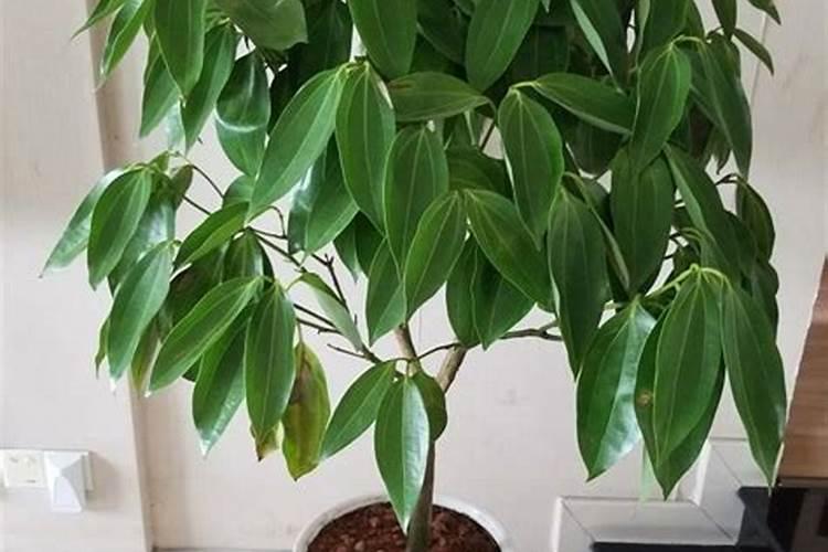 六月适合移栽什么花