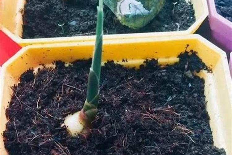 南非开普海藻肥效果