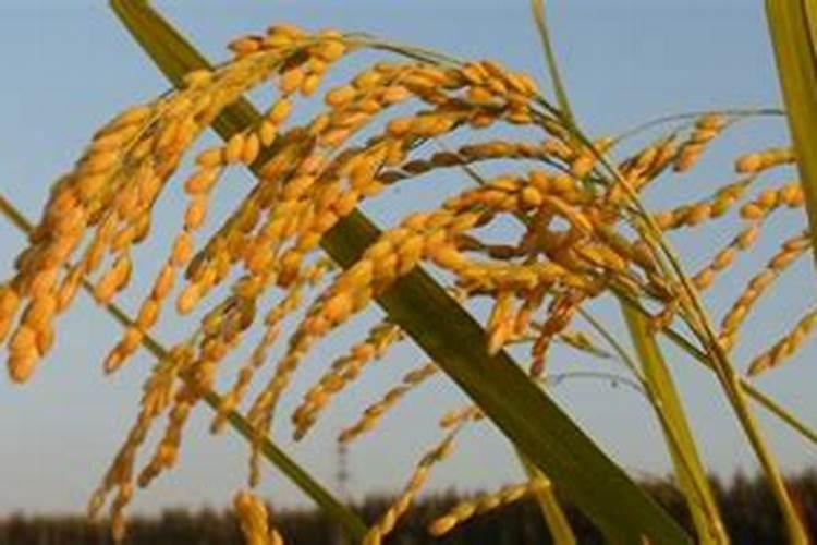 旱秧种植方法 旱秧怎么种植