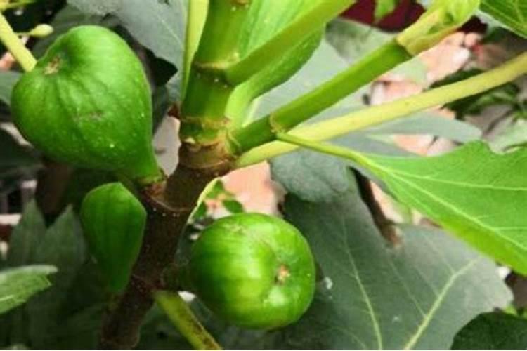 无花果如何施肥