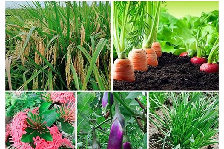 银海藻的生长习性