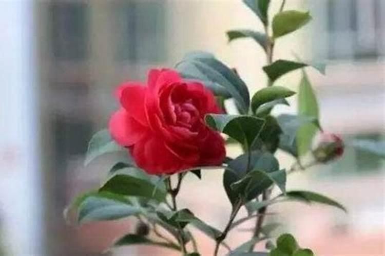 茶花的施肥方法是什么？