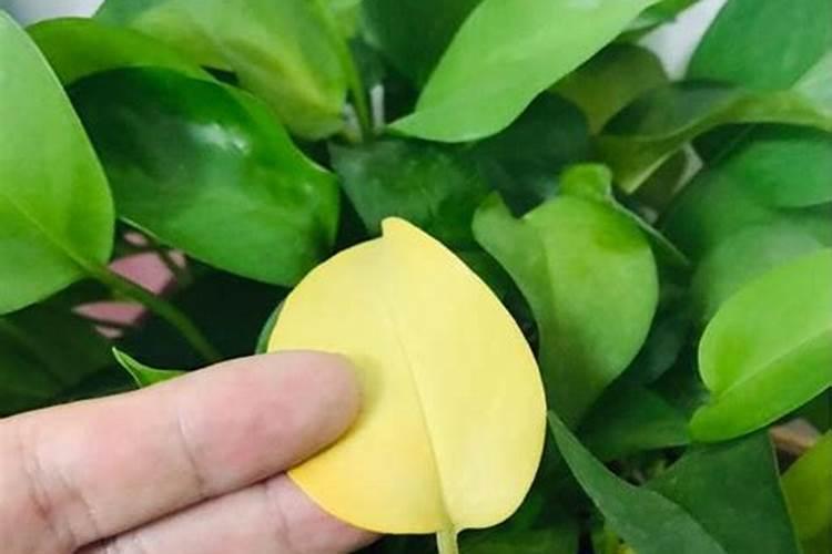 三角梅叶子冻了怎么办