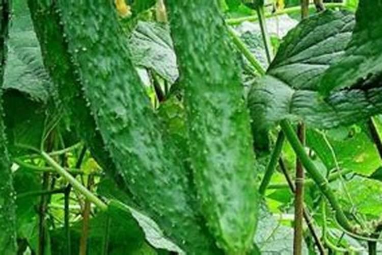 30斤水兑多少尿素喷雾