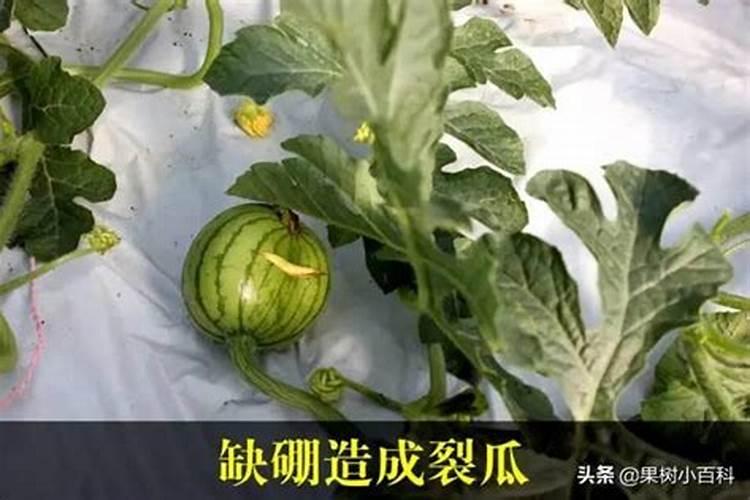 硼在西瓜什么时候补