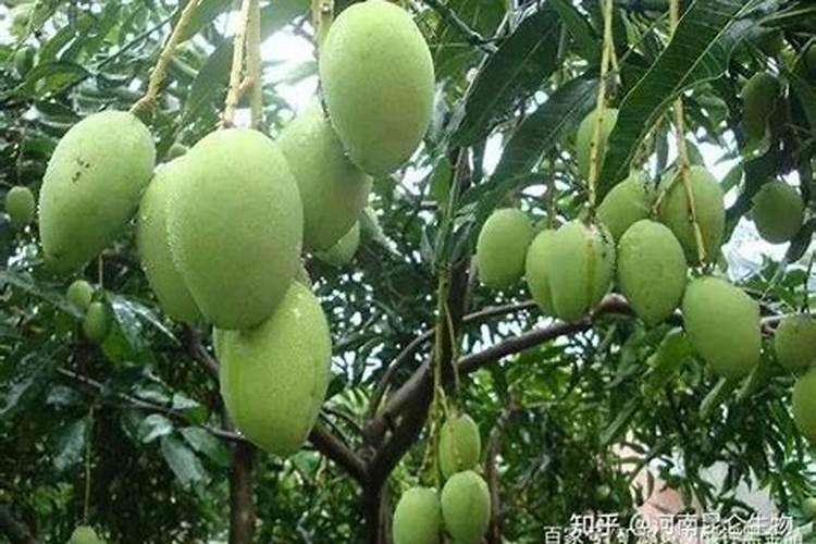 芒果用什么肥料能快速成长？施肥几次？