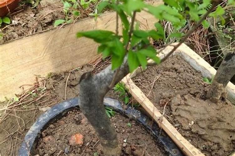 木瓜树可以嫁接老鸦柿吗？