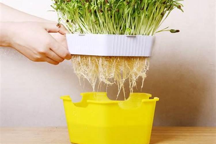 十月份可以种什么菜