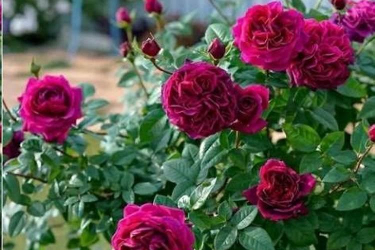 月季花施肥施什么肥料