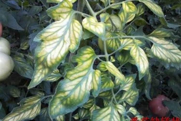 海藻鱼蛋白水溶肥后期能用在大姜上面吗