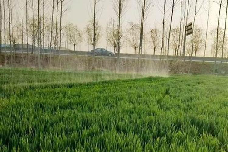 果树水溶肥哪个牌子质量好